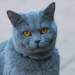 Domácí Gelové Nehty: Návod Pro Perfektní Vzhled