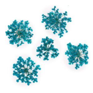 Molly Lac ozdoby květiny tyrkysové 5ks